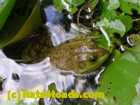 /home//u458753944/public_html/sourcegallery/////////Frogs/More bullfrogs/DSCN5261.JPG